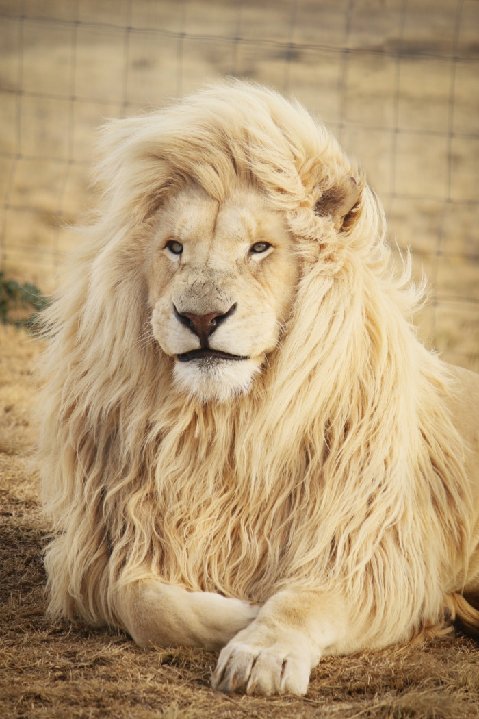 Fond d écran animal, lion fond d écran nature, belle photo inspiration avoir du style comme le roi de la jungle, le plus beau animal 