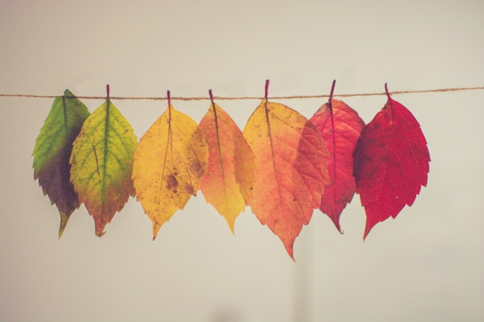 Magnifique fond d écran fleur, fond d écran stylé inspiration choix fond d ecran style automne, feuilles d arbre differentes couleurs