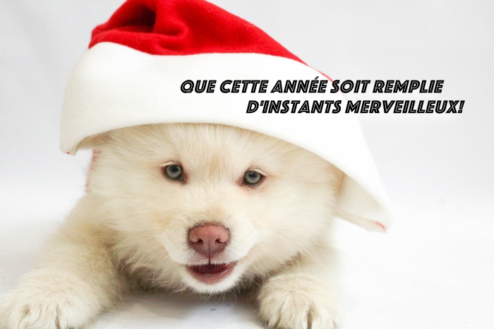 exemple de carte numérique avec bonne année 2019 humour, photo petit chien blanc avec chapeau de noel et message nouvel an