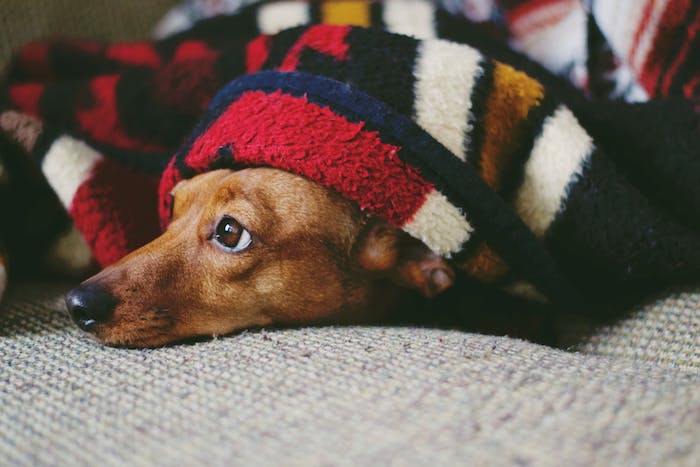 cabane pour chien invention anti stress chien, chien stressé du bruit qui se cache sous une couverture de lit
