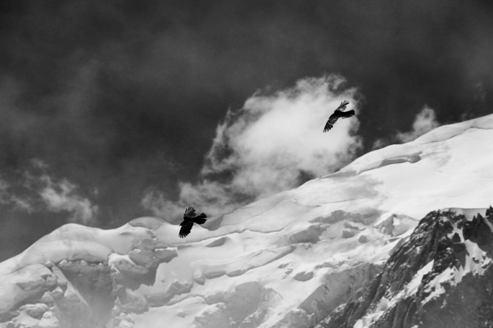 jolie photographie noir et blanc de deux oiseaux volant au-dessus de la montagne enneigée, sous le ciel gris
