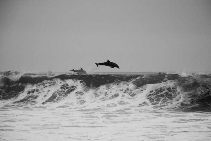 image noir et blanc de dauphins sautant hors de l'eau, au-dessus des grandes vagues de la mer agitée