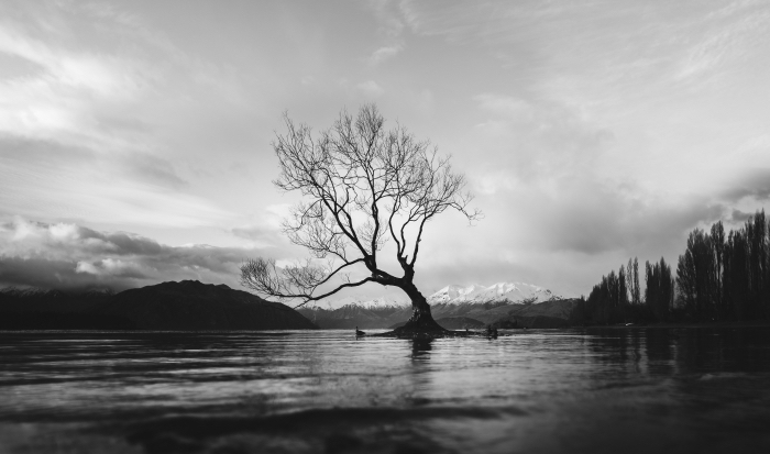 les plus belles images paysages gratuites en noir et blanc, un arbre solitaire s'élevant au milieu d'un lac et des sommets enneigés d'une montagne en arrière plan