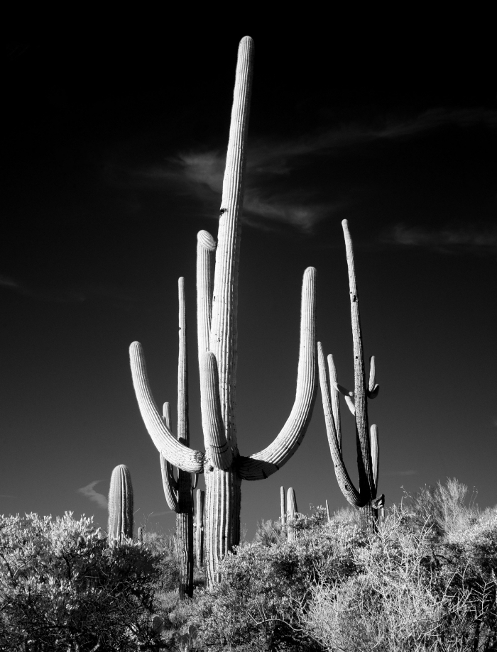 jolie photo en noir et blanc de cactus dans le parc national de saguaro parfaite pour une impression sur affiche noir et blanc