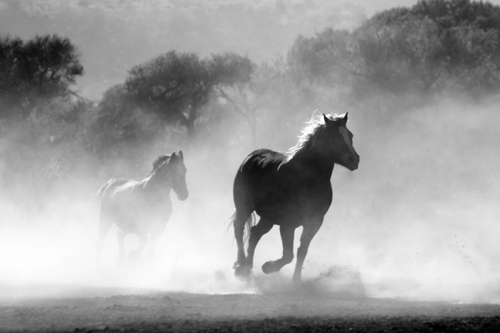 belle image noir et blanc de chevaux sauvages galopant dans la nature dans un nuage de poussière