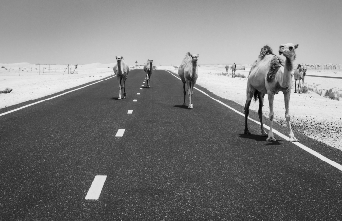 belle photo noir et blanc d'une route désertique et quelques dromadaires, photographie de paysage monochrome