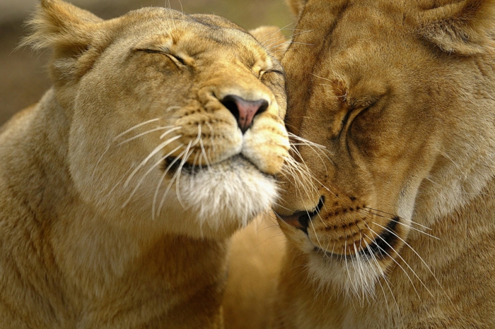 coeur st valentin, bonne saint valentin mon amour, idée que envoyer pour montrer son affection les lions amoureux 