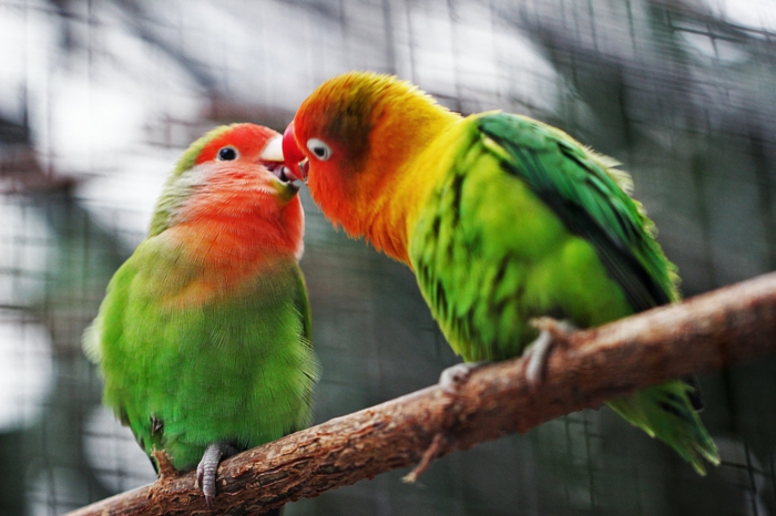 Oiseaux amoureux colorés ara, image couple amoureux, image romantique parfait photo à utiliser comme fond d écran