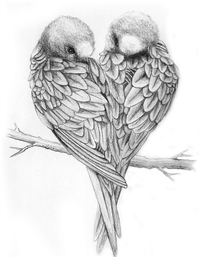 dessin d oiseaux en noir et blanc, dessin au crayon simple graphique de deux tourtereaux perchés sur une branche, dessin amoureux