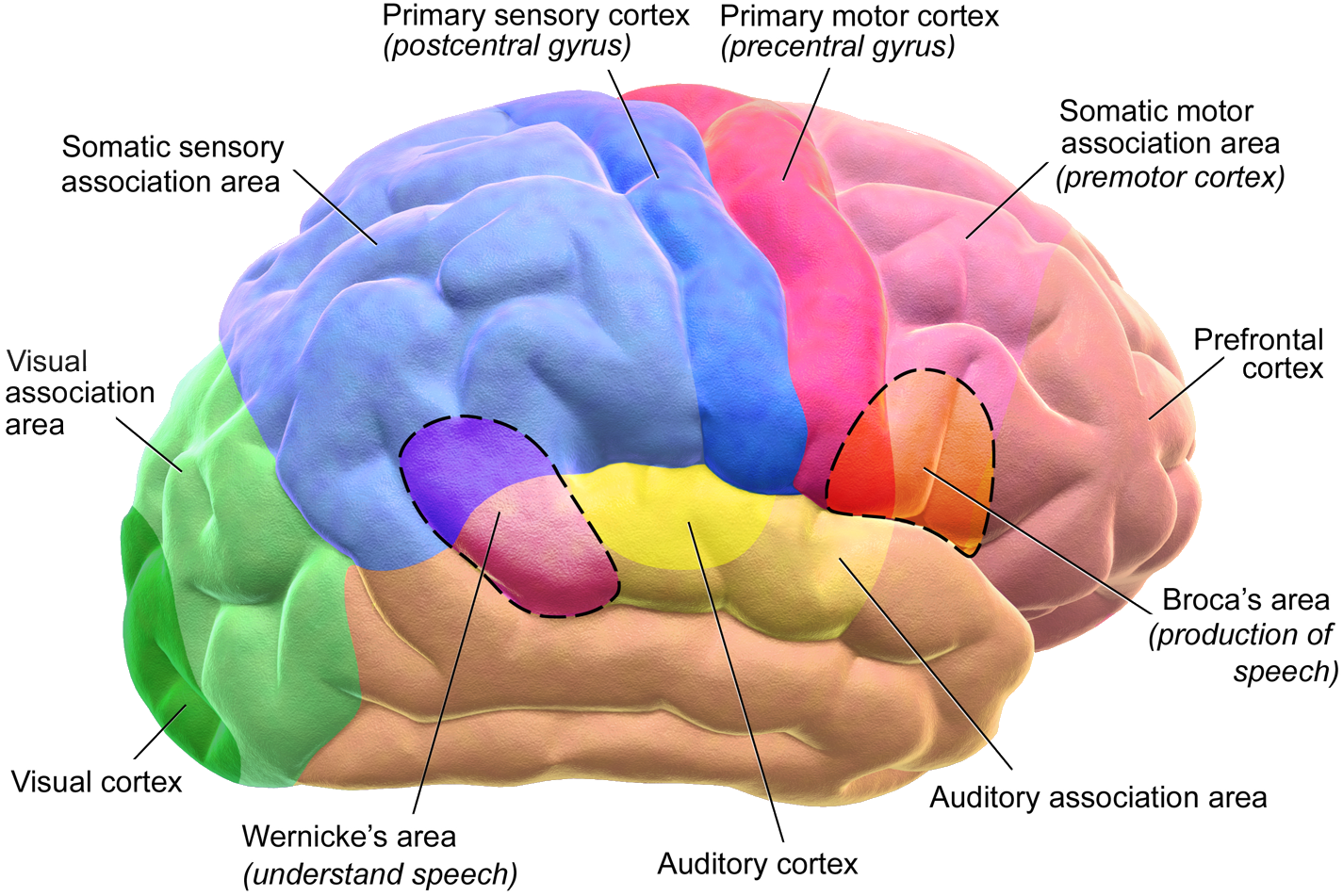 Le cerveau et les différentes parties, comprendre le cerveau, image graphique coloré du cerveau