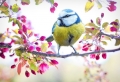 Paysage de printemps – la beauté de la nature réveillée
