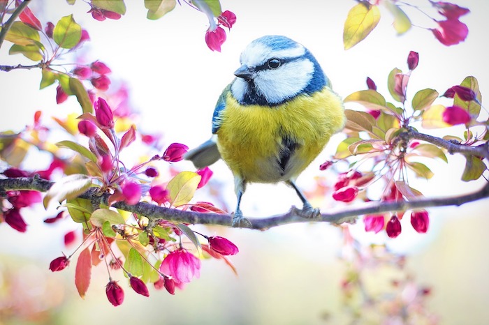 Oiseau sur branche, belles couleurs de printemps, arbre fleurie avec oiseau mésange charbonnière printemps