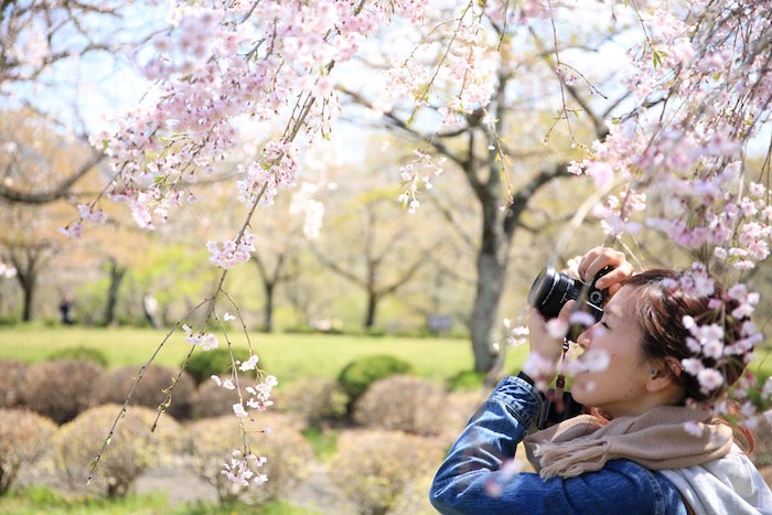 Fond d'écran printemps, femme qui prends photo de paysage de printemps, image jolie fleurie dans un parc au Japon, les fleurs de cerisier japonais