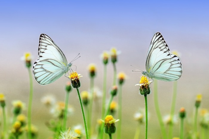 Image champs fleurie, deux papillons blanches, printemps beauté de la nature
