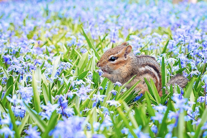 Adorable écureuil au milieu d'un champ fleuri avec fleurs de printemps, fond ecran paysage, image printemps, la beauté de la nature