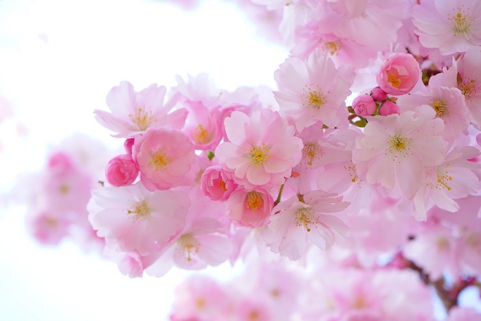 Le plus beau fond ecran fleur d'arbre rose, paysage de printemps sublime, être en fleurs, les arbres s'épanouissent