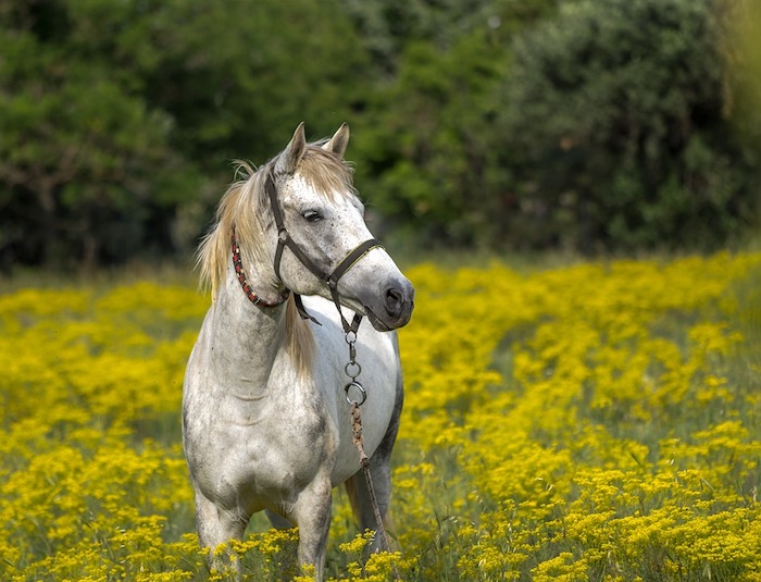 Fond d'écran paysage printemps cheval blanc, image cheval en printemps, plante qui fleurisse sur le champ avec le cheval