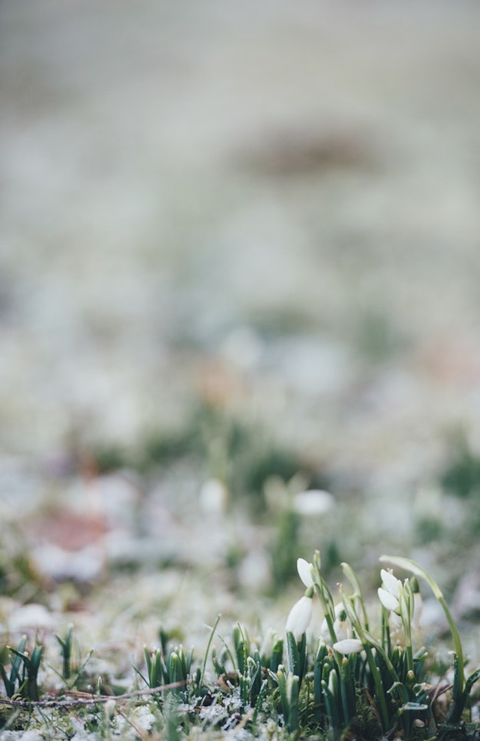 Perces neiges qui évoquent le printemps, photo printemps, fond d'écran printemps, paysages de campagne au printemps