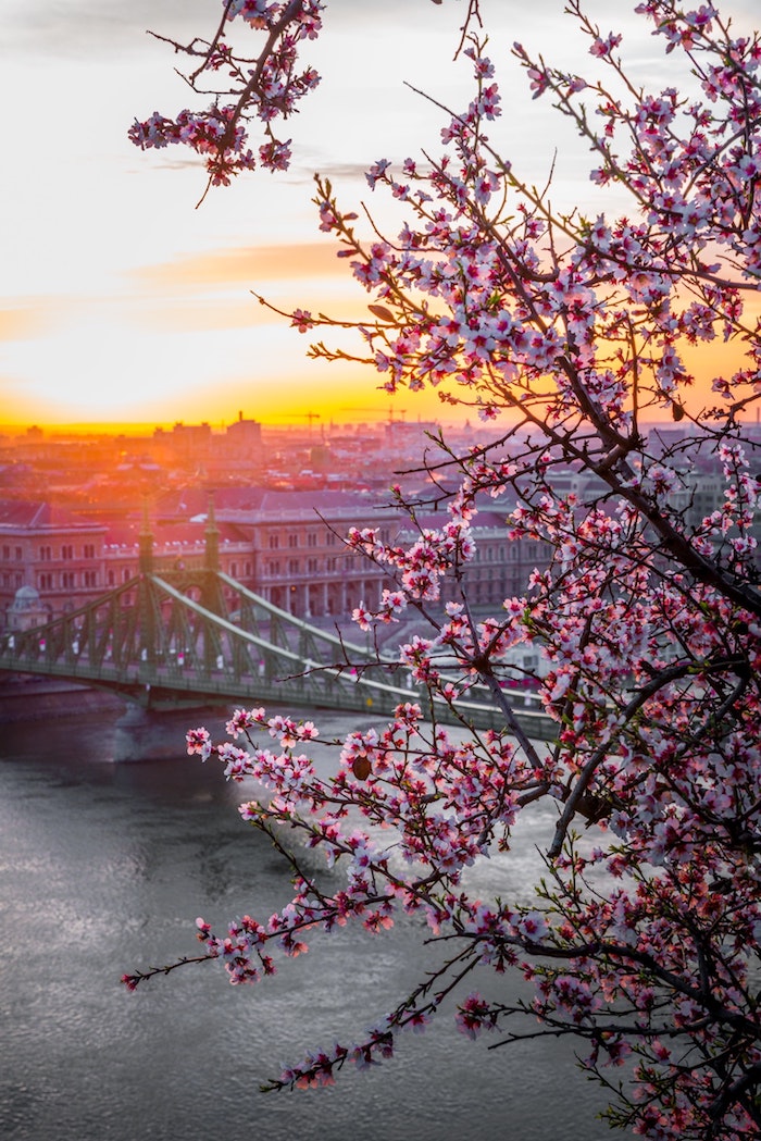 Arbre fleurie pour fond d'écran paysage printemps, fond ecran fleur en haut de la ville de Budapest, idée de paysage pour fond d'écran, le pont vert à Budapest 