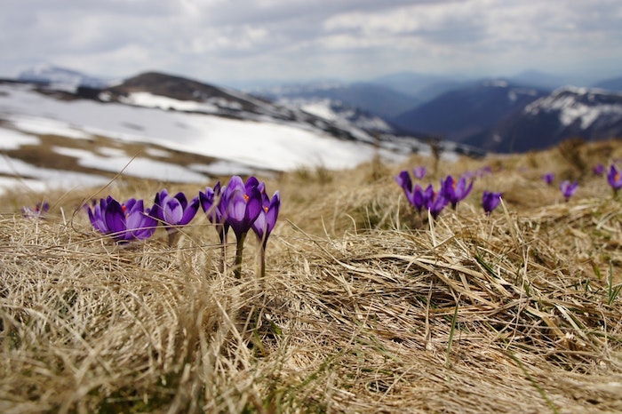 Montagne enneigé au printemps avec crocus qui poussent, fond ecran paysage, fond ecran fleur, la beauté de la nature 