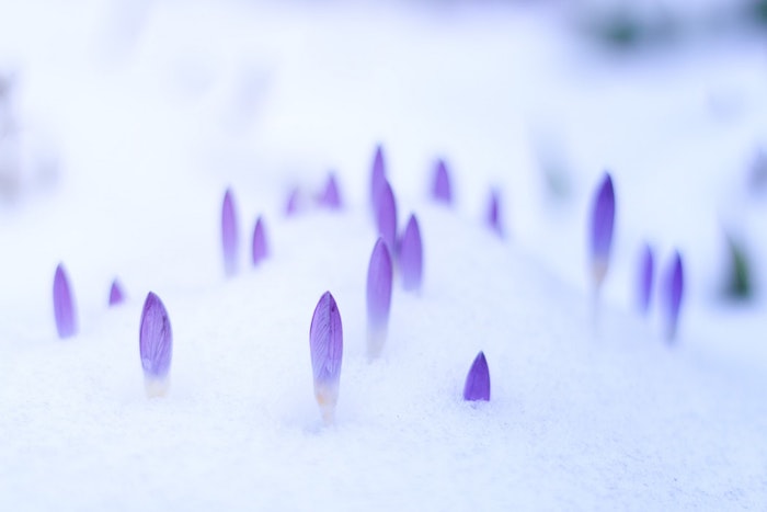 Crocus et neige, le commencement du printemps, paysage fantastique pour fond d'ecran, fond ecran fleur violet, cool idée d'image à utiliser