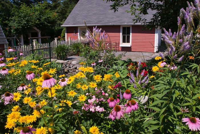 paquerettes de couleurs diverses, maison de campagne, jardin fleuri, massif jardin rustique