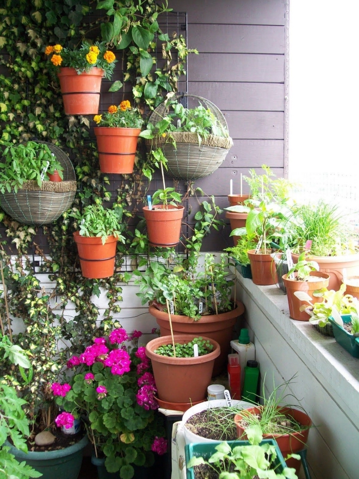 un treillis mural avec grimpantes et pots de fleurs et d'herbes aromatiques, idéal pour aménager un petit jardin ou potager sur balcon