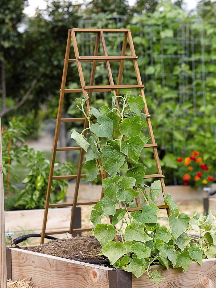 un treillis en bois pour faire grimper le concombre, un carré potager vertical et en bois dans un petit jardin