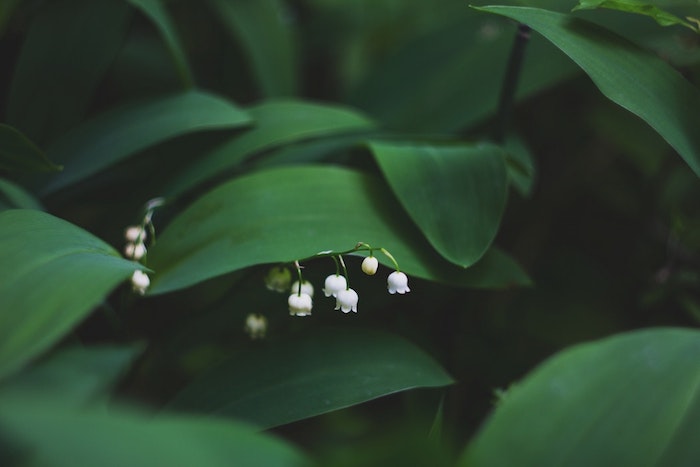 Muguet photo printemps, fleur fantastique pour fond d'ecran vert et fleurie, belles muguets petit fleur adorable
