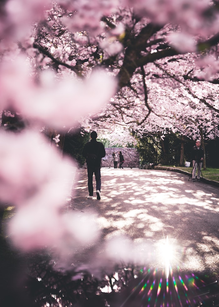 Image fond d'écran gratuit printemps Tokyo cerisier, paysage japonais fond d'écran, jardin japonais fleurie au printemps 
