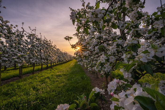 Paysage De Printemps La Beauté De La Nature Réveillée