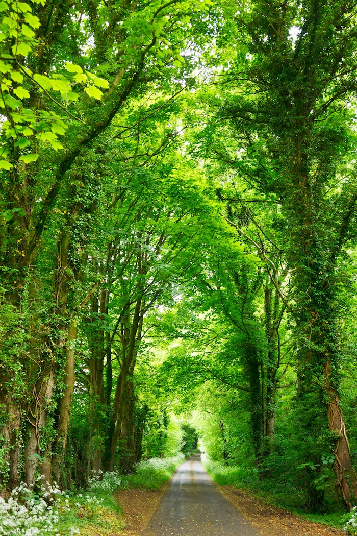 Route dans la foret vert, fond ecran fleur, paysage fantastique fond d'ecran, chemin de foret arbres verts