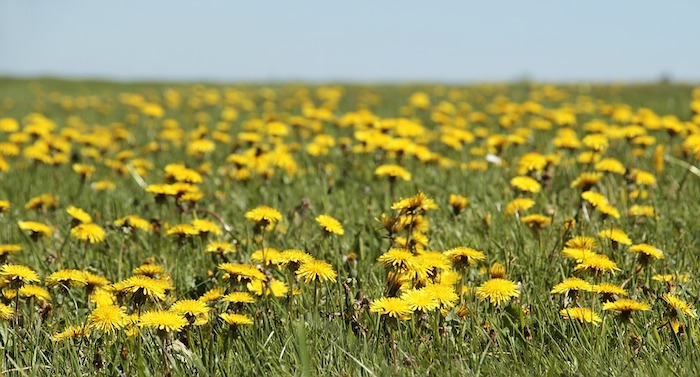 Beau paysage fantastique fond d'ecran, image printemps floraison, pissenlits jaunes partout sur le champs vert