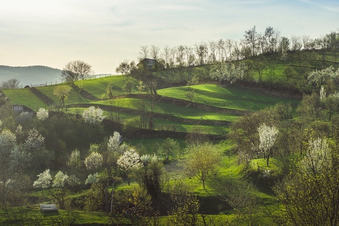 Photo paysage champs avec arbres fleuries, fond d'écran image printemps de beauté, fond d'écran printemps fleurie
