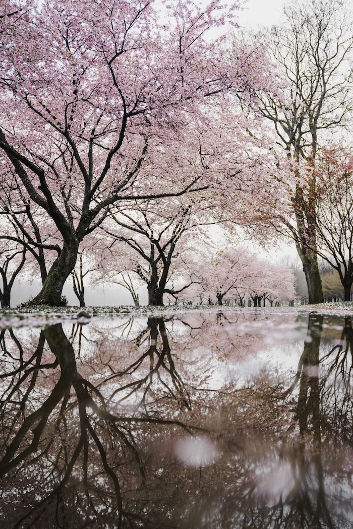 Allée d'arbres fleuries cerisiers roses, belle image eau sur l alee, fond ecran nature, fond d'écran printemps, image printanière