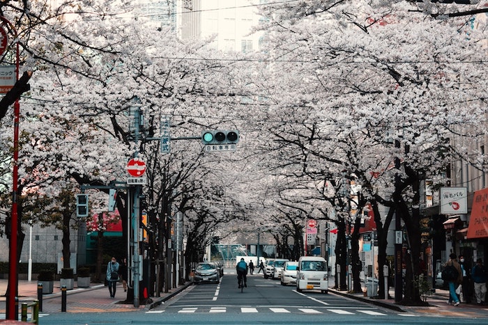 Rue japonais avec arbres cerisiers, paysage de printemps, image printemps, belle photo pour mon ordinateur