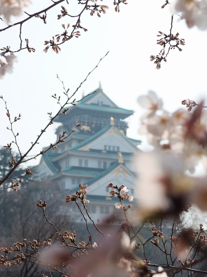 Image printemps japonais, pagode To paysage de printemps, photographie professionnelle arbre cerise et pagode japonaise en arrière plan