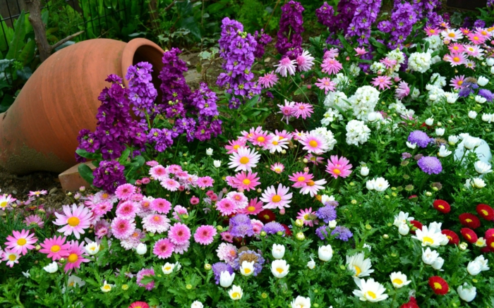 grand pot en agile et massif de paquerettes de couleurs diverses, jardin vert avec fleurs de printemps et d'été