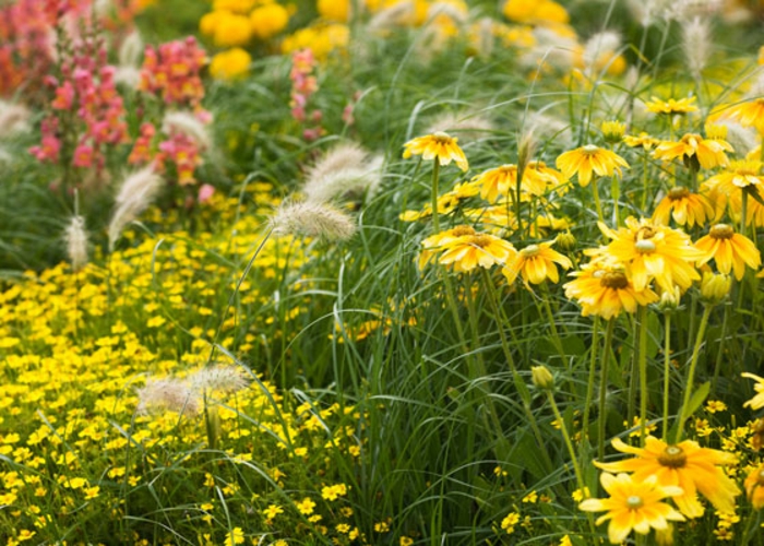 exemples massif vivaces et herbes, fleurs à floraison jaune, fleurs sèches, fleurs roses