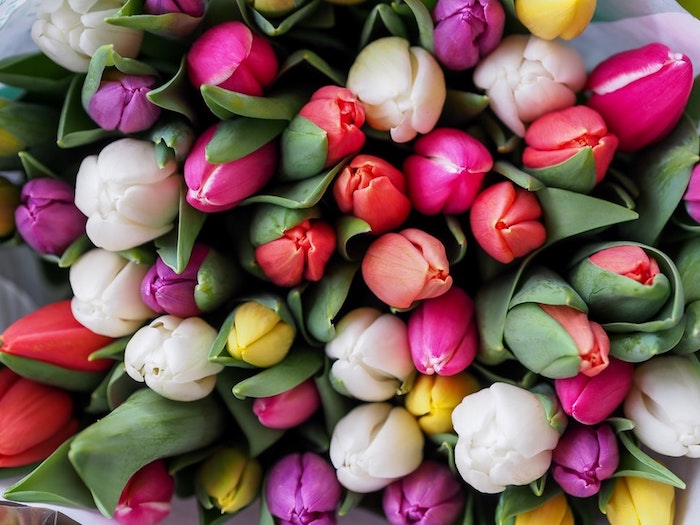 Bouquet de tulipes différents couleurs, photo joyeuses paques, humour image de pâques coloré, representation visuelle
