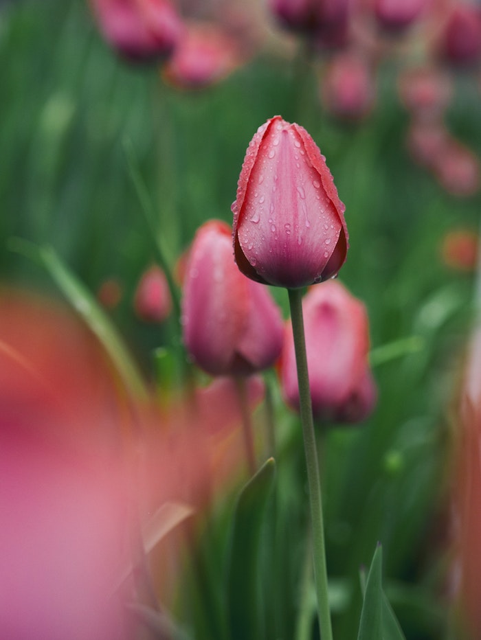Tulip rose belle, fond d'écran paysage printemps, fond ecran fleur, idée de paysage pour fond d'écran