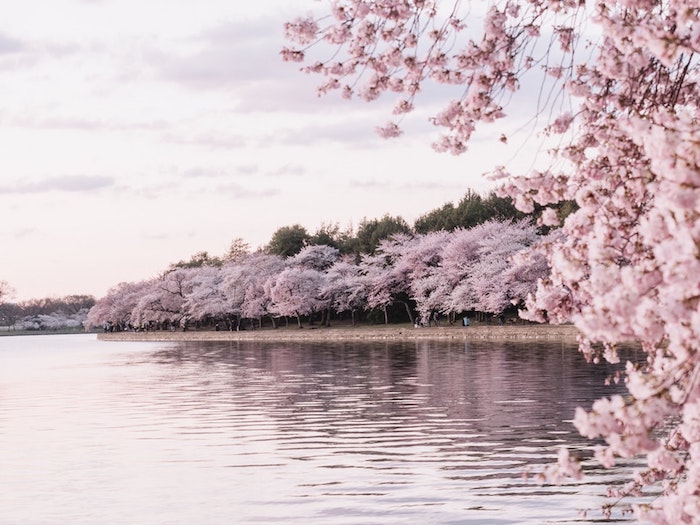 Cerisiers fleuries paysage fantastique, fond d'ecran japonais cool, fond ecran fleur et lac, chouette idée d'image à utiliser