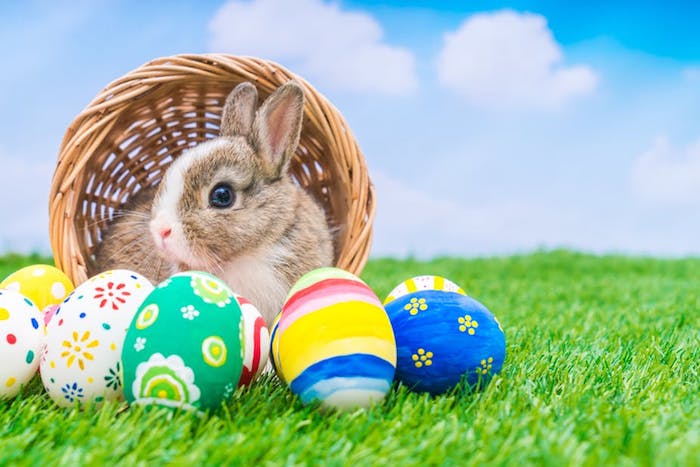 Le lapin et les oeufs colorés, photo de paques, carte joyeuses pâques, image la beauté de printemps