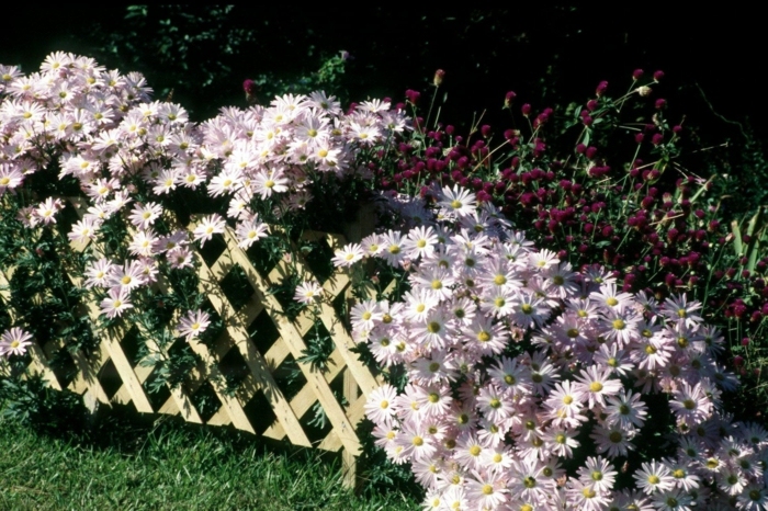massif jardin fleurs lilas pâle, paquerettes plantées derrière une palissade blanche dans le jardin