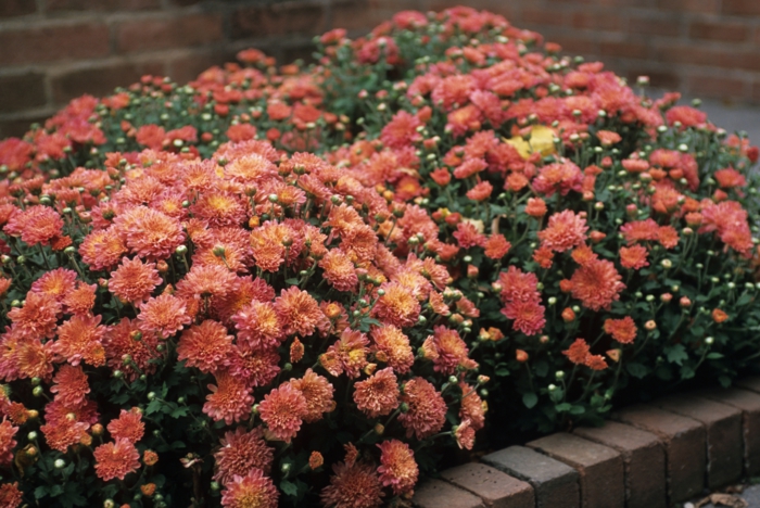 massif fleuri de chrysanthèmes en couleur orange pastel, bordure fleurie compacte devant la maison