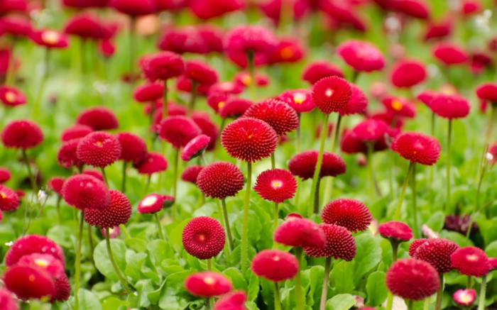 fleurs de printemps et d'été, paquerettes rouges, massif de fleurs petite taille fleuries en rouge