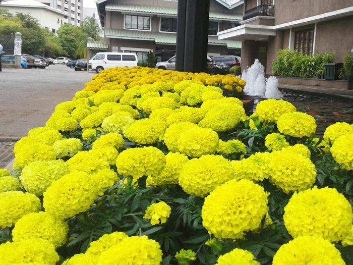 massif de fleurs jaunes, fontaines devant un bâtiment, parterre de fleurs à floraison jaune