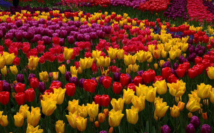 grands massifs de tulipes lilas, jaunes et rouges, jardin aux dessins de tulipes