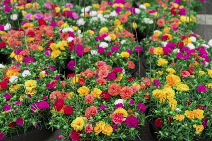 arrangements de fleurs en pneus, oeillets multicolores, fleurs de printemps et d'été joliment arrangées