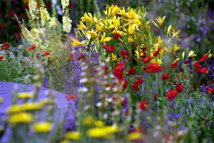 créer un massif de fleurs vivaces, fleurs multicolores à floraison estivale, exemples massifs vivaces